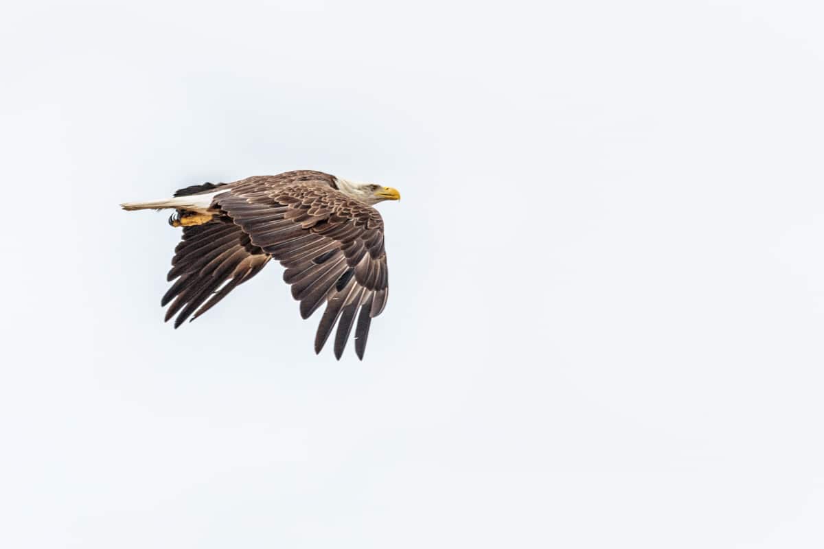 Bald Eagle in Flight by Jason Tyson Photography