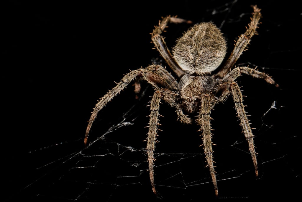 Spider Pet Portraits by Jason Tyson Photography