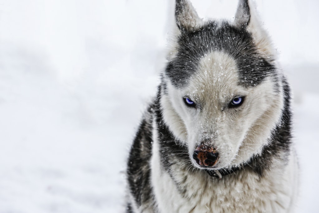 Siberian Husky Pet Portraits by Jason Tyson Photography
